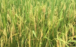 紅香優(yōu)銀占水稻品種的特性，一般5月中下旬—6月上旬播種