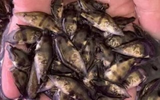 鱖魚(yú)苗的價(jià)格，地區(qū)會(huì)影響到實(shí)際售價(jià)