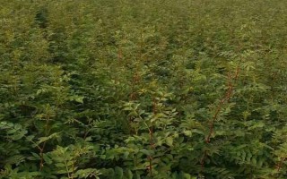 香椿矮化種植及剪枝要點(diǎn)，常采用摘心、短截和斷根等方式