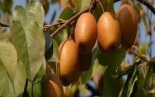 河南洛寧縣的特產(chǎn)，淡竹栽培歷史悠久