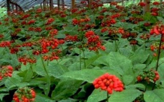 人參的種植要求，土壤需富含有機(jī)質(zhì)和微量元素