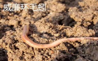 手碰到蚯蚓會(huì)不會(huì)感染寄生蟲，一般不會(huì)