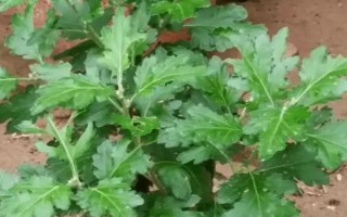 菊花要不要打頂，剪除頂端旺長(zhǎng)枝條才能促進(jìn)新枝萌發(fā)