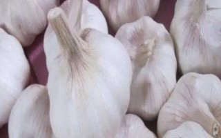 山東省金鄉(xiāng)縣的特產(chǎn)，胡集白梨瓜走俏全國