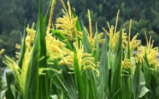 聚隆177玉米品種的特性，適宜播種期3月底至5月底