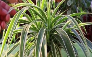 吊蘭的花語，寓意低調(diào)樸素、生機勃勃等