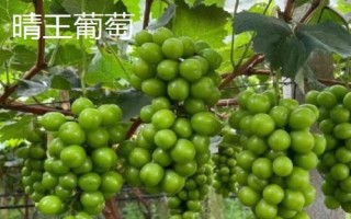 陽光玫瑰和晴王葡萄的區(qū)別，晴王葡萄是地理標(biāo)志產(chǎn)品