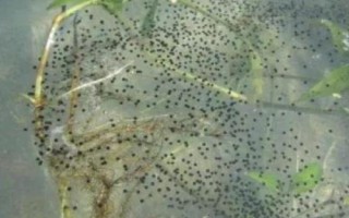 魚是什么季節(jié)產(chǎn)卵，種類不同產(chǎn)卵季節(jié)也不同