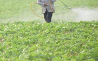 紅薯有哪些蟲害，要注意防治金龜子、金針蟲、螻蛄、地老虎