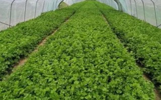芹菜死苗的原因，原因有腐病、菌核病、黑腐病、猝倒病等