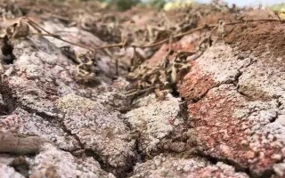 蔬菜連作的危害，可能導(dǎo)致病蟲害加重或土壤次生鹽漬化等