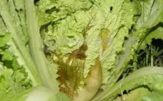 大白菜為什么會(huì)爛根，可能是受澇漚根、患有軟腐病等原因所導(dǎo)致