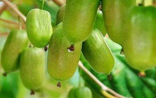 軟棗獼猴桃的種植技術(shù)，一般采用硬枝扦插方法進行育苗