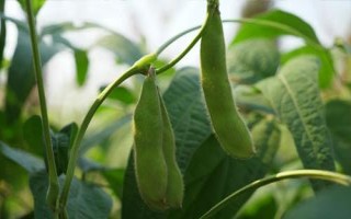 晉科5號大豆種子特點(diǎn)，播種深度3～5厘米