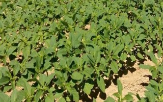 龍達(dá)130大豆種子特點(diǎn)，該品種亞有限結(jié)莢習(xí)性