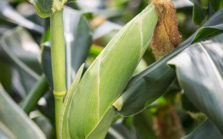 鐵研58玉米品種簡介，中抗彎孢菌葉斑?。?-5級）