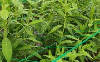 龍膽適合用什么土種植，富含腐殖質(zhì)的壤土或沙壤土種植為佳