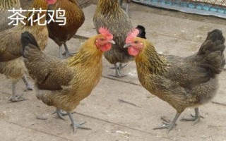 茶花雞和土雞有什么區(qū)別，茶花雞具有褐色羽干紋