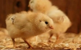 雛雞分辨公母的方法，公雞體長頭大、母雞體圓頭小
