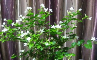 迎春花的品種，常見的有探春、云南黃素馨等