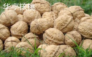 甘肅省酒泉市的特產(chǎn)水果，包括瓜州蜜瓜、瓜州西瓜等種類