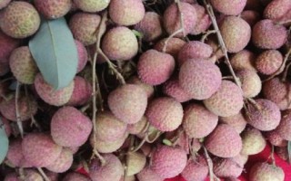 仙進(jìn)奉荔枝品種簡(jiǎn)介，生長(zhǎng)周期為90天