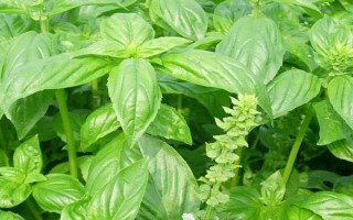 羅勒和荊芥的區(qū)別，葉片、味道和葉柄均不同