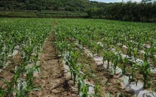圣甜1號玉米種子特征特性，苗期防治地下害蟲