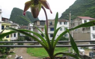 帶葉兜蘭的花期，花期在春季4-5月之間