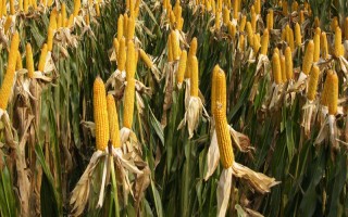 萬白糯66玉米種子特征特性，畝植密度3200株左右