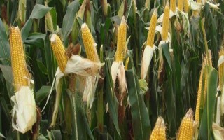隆平943玉米品種的特性，4月下旬至5月上旬播種