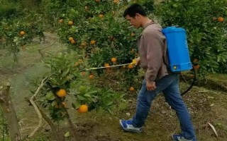 柑橘炭疽病怎么防治，定期噴施苯甲嘧菌酯等藥物