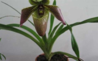 帶葉兜蘭的花期，花期在春季4-5月之間