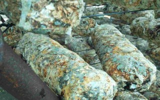 平菇銹斑病怎么防治，需通風降濕、噴施石灰水或漂白粉溶液