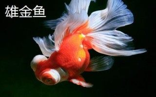 雌雄金魚(yú)如何區(qū)分，雄魚(yú)瘦長(zhǎng)、雌魚(yú)短圓