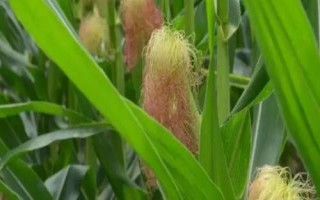 登海DX1811玉米種子特征特性，適宜播種期6月上旬～6月中旬