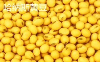 新疆阿克蘇地區(qū)有哪些特色水果，常見的有庫車小白杏、阿克蘇蘋果等