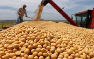 鐵豆120大豆品種的特性，中等以上肥力地塊上種植