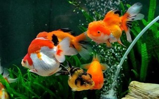 養(yǎng)金魚一定要用氧泵嗎，需根據飼養(yǎng)的數(shù)量來決定