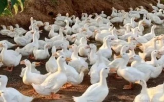 怎么防治鴨子互相啄毛，可以改善飼養(yǎng)環(huán)境或飼料等