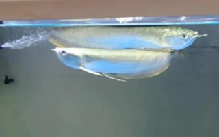 銀龍魚不吃東西的原因，可能是不適應新環(huán)境或水溫過低等