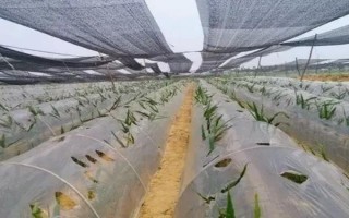 種植生姜要遮陰的原因，植株不耐高溫和強光