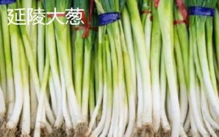 河南省修武縣的特產(chǎn)，海蟾宮松花蛋是傳統(tǒng)特產(chǎn)