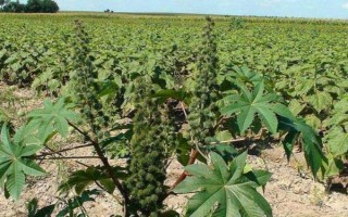 種100畝蓖麻能賺多少，收益為20-50萬不等