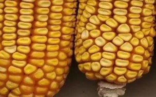 鴻玉888玉米種子特征特性，春播平均生育期114.0天