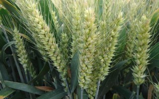 鎮(zhèn)麥9號(hào)小麥種子介紹，每畝有效穗30.3萬穗
