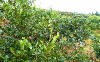 油茶樹的價(jià)格和種植前景，衍生品可應(yīng)用于多個(gè)領(lǐng)域