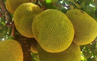 菠蘿蜜是什么水果，是著名的熱帶水果