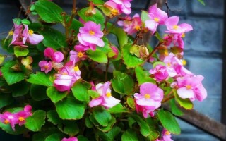 海棠花何時開放，不同品種的花期有區(qū)別