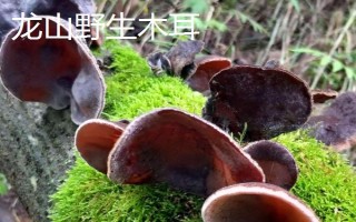 云南安寧市的特產(chǎn)，有龍山野生木耳、安寧紅梨等
